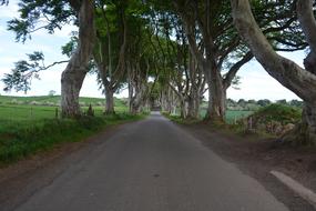Nature Ireland Beech The Dark