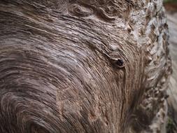 Log Macro Wood