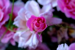 Rose Pink