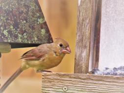 Bird Wildlife Close Up