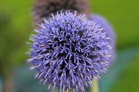 Przegorzan Blue Thistle Garden