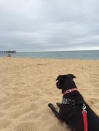 Beach Dog Pet