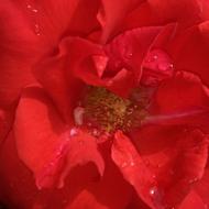 Red Rosa petals closeup photo