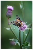 Insect Fly Macro