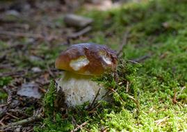 a little brown mushroom in the grass