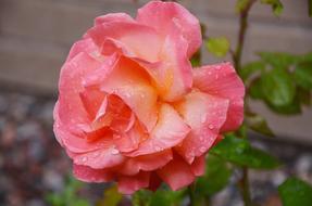 wet pink Rose Flower in garden