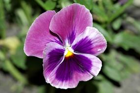 Pansy Pansies Flower