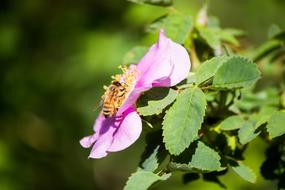 Flower Bee Honey