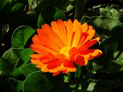 Flower Nature Orange Small