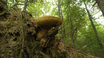 Mushrooms Wild Nature