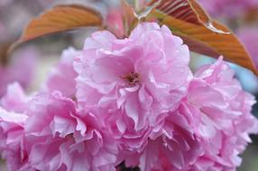 beautiful pink flowers close-up