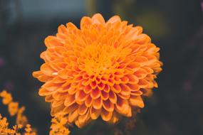 The orange flower is beautiful.