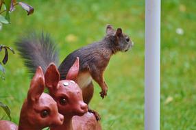 Squirrel Nager Rodent