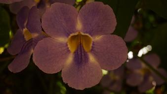 colorful house flower