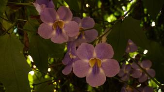 Flowers Garden Home