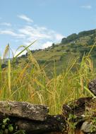 Nepal Rice Field