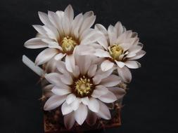 Flower Cactus Flora