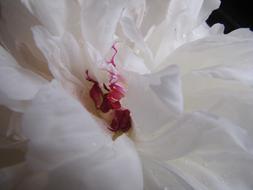 White Peony Flower