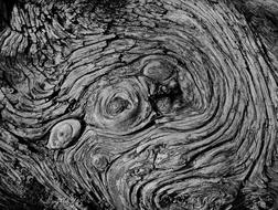 Tree Pattern Black And White
