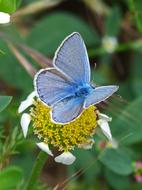 blue Butterfly Pollen Flower