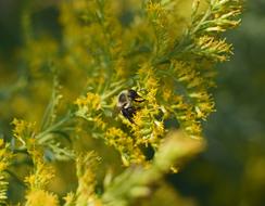 Honeybee In Goldenrod Bee Insect
