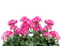 magic fragrant flowers