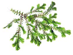 Leaf Fern Plant