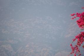 Landscape Mountain Flower