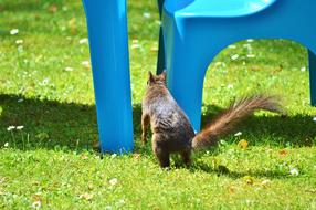 Squirrel Nager Rodent