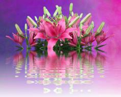 Lilies Pink Nature