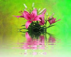 Lilies Pink Nature
