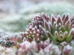 Frost Plant Cold