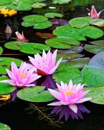 Water Lily Green