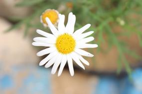 Flower Nature Plant