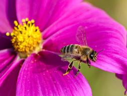 Bee Honey Nature