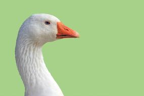 Goose Head Close-Up