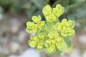 Green Nature Macro