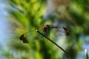 Natural Landscape Trees And Plants