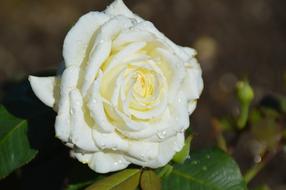 Flowers Rose Blooms Way Of