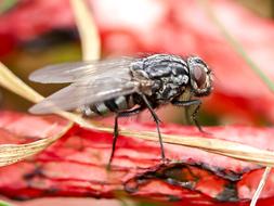 Fly Insect Nature