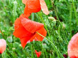 Raindrops on Poppy Flower