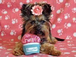 Yorkshire Terrier Dog Pretty