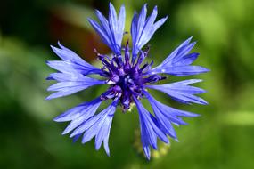Cornflower Blue Flower