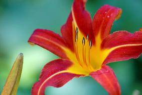 closeup photo of red and yellow flowers in nature