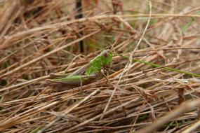 Grasshopper Nature Macro Close
