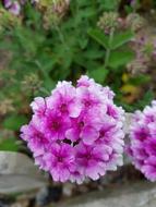 Flowers Wildflower