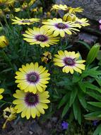 A Small Wild Flower Trails Around