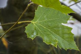 Nature Leaf Forest