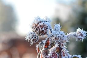 frosty wintry plants