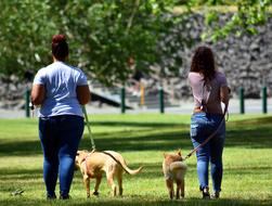 people dog walk